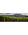 Rhum Agricole