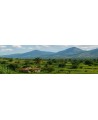 Clairin d'Haïti