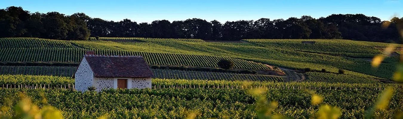 Champagne Brut : Cuvées Élégantes et Incontournables