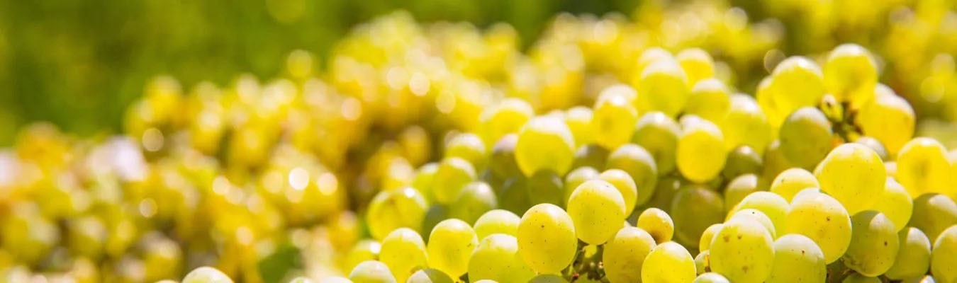 Champagne Blanc de Blancs : Cuvées 100% Chardonnay Élégantes