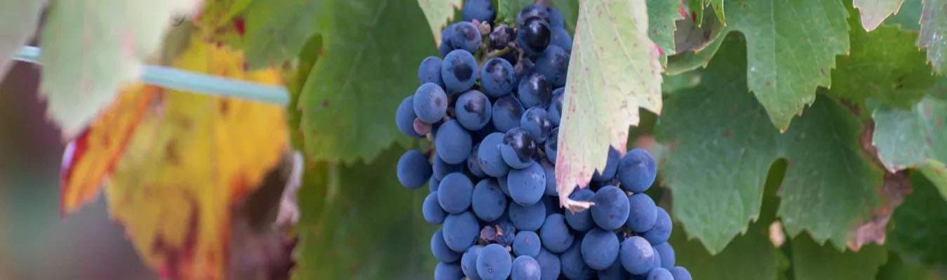Champagne Blanc de Noirs : Cuvées 100% Pinot Noir et Meunier