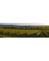 Cognac