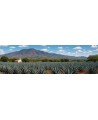 Téquila