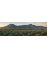 Mezcal
